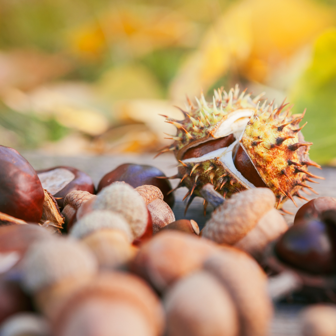 Acorn + Hazelnut Fragrance Oil