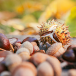 Acorn + Hazelnut Fragrance Oil