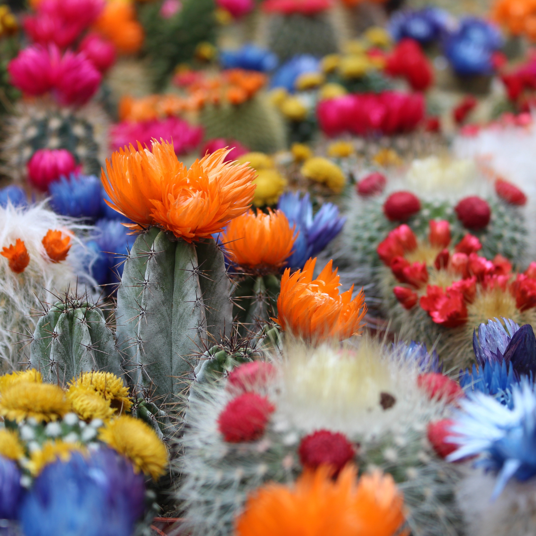 Baja Cactus Blossom (Type) Fragrance Oil