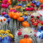 Baja Cactus Blossom (Type) Fragrance Oil