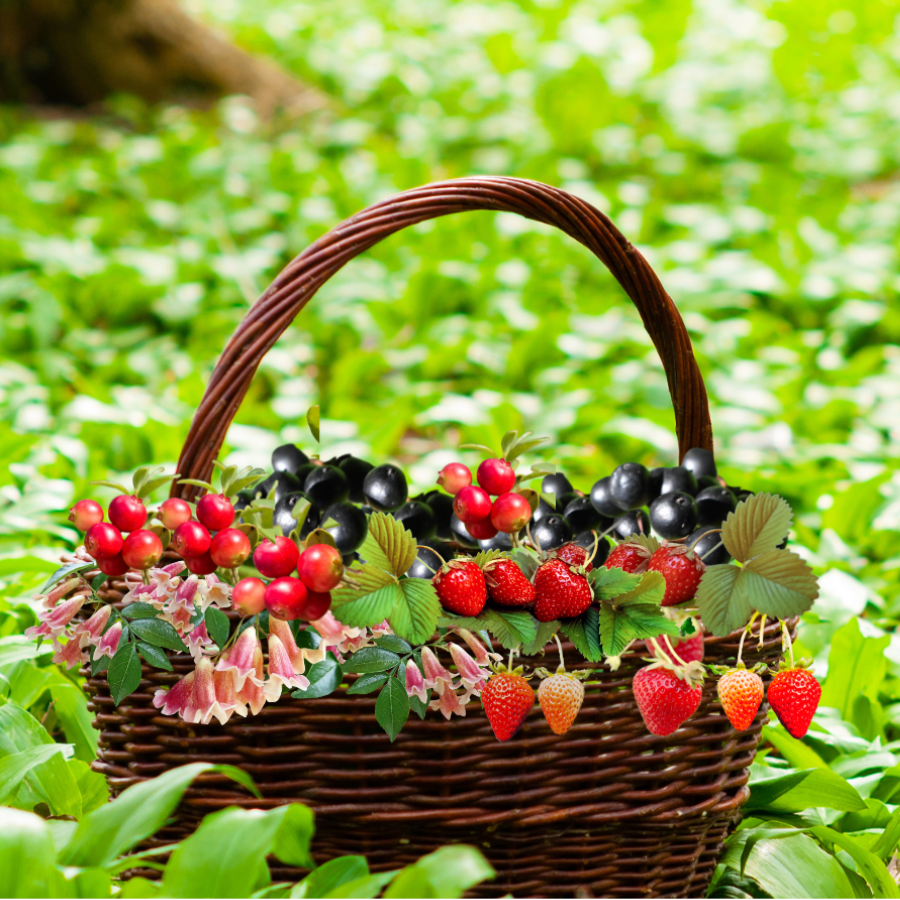 Forest + Wild Berry Fragrance Oil
