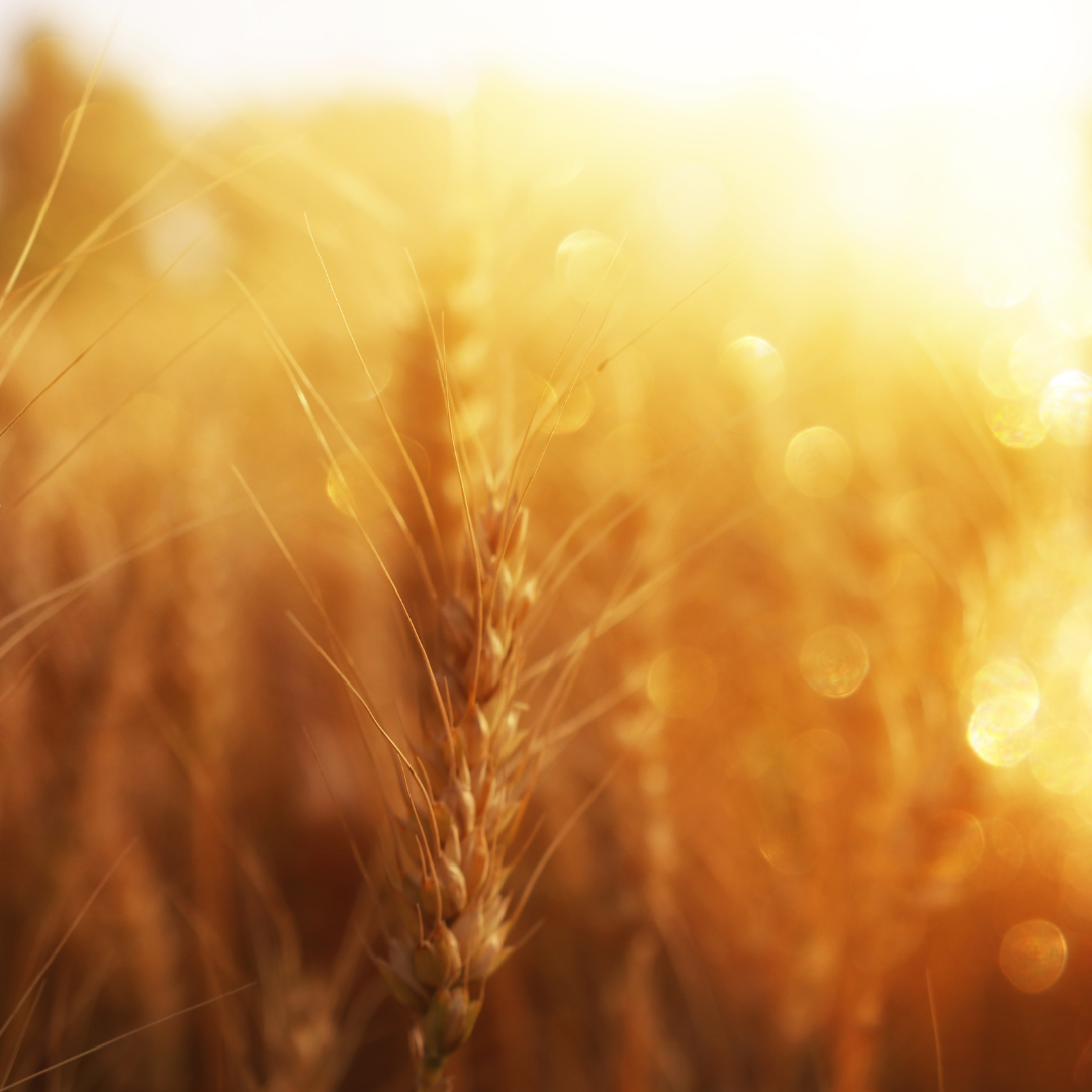 Golden Hour Fragrance Oil