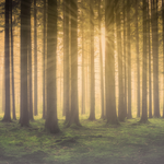 In the Woods Fragrance Oil
