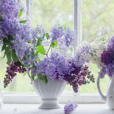Lilac Garden Fragrance Oil