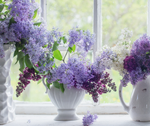 Lilac Garden Fragrance Oil