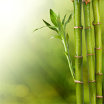 Bamboo Fragrance Oil