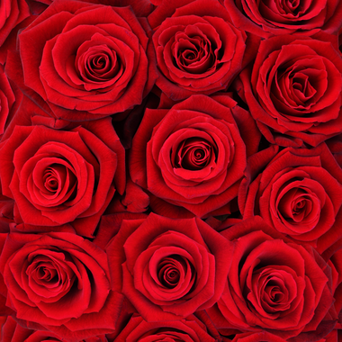 Bouquet of Roses Fragrance Oil