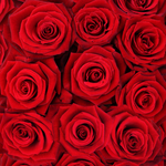 Bouquet of Roses Fragrance Oil