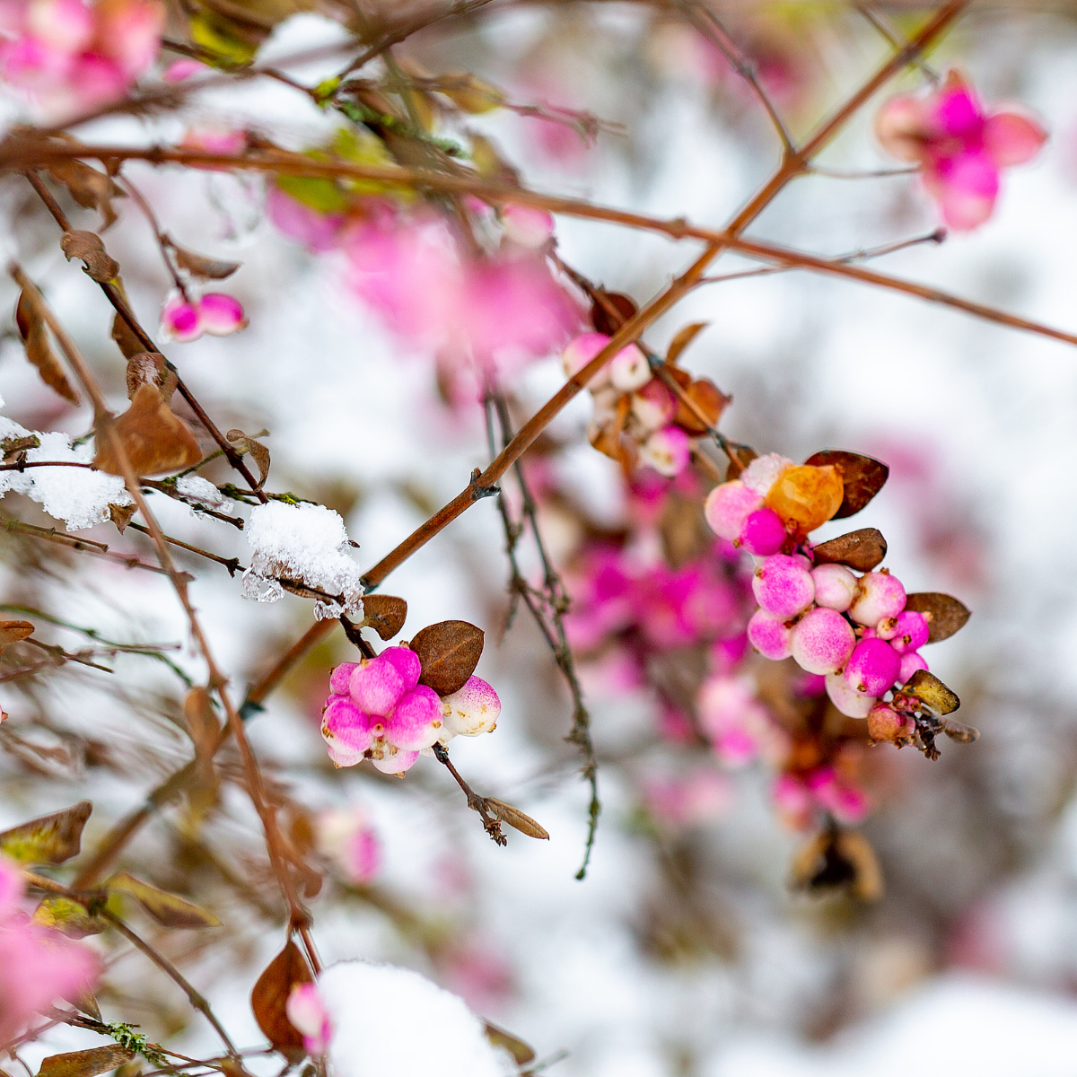 Cascading Snowberry Type Fragrance Oil