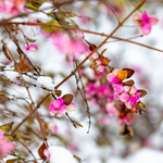 Cascading Snowberry Type Fragrance Oil
