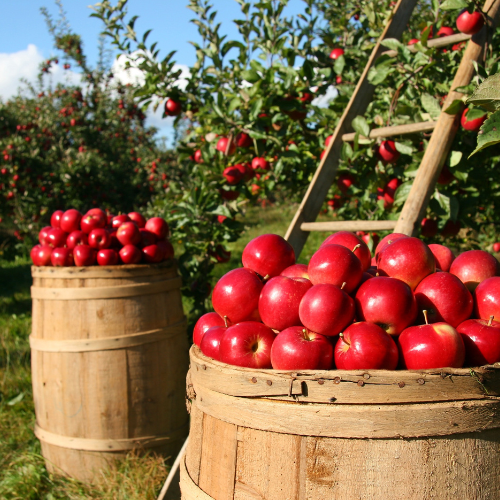 Fresh-Picked Apple Fragrance Oil