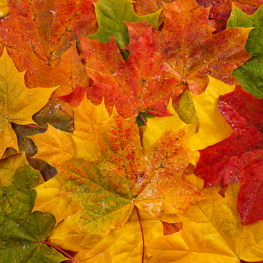 Leaves Type Fragrance Oil