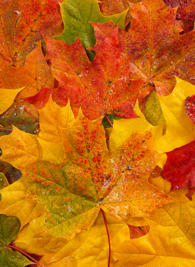14ct Fall Sample Set | Fragrance Oil