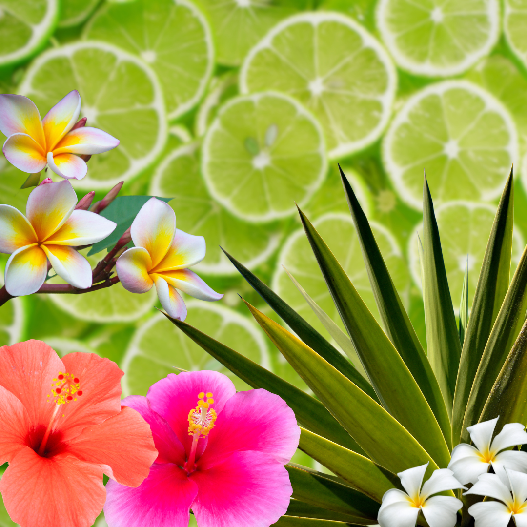Pink Hibiscus + Lime Fragrance Oil