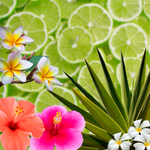 Pink Hibiscus + Lime Fragrance Oil