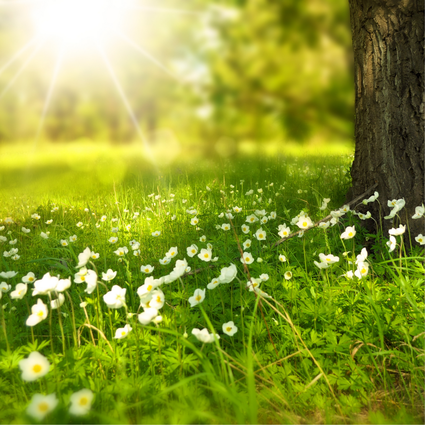 Country Fields Fragrance Oil