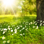 Country Fields Fragrance Oil
