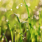 Sweet Prairie Rain Fragrance Oil