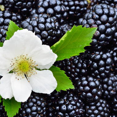 Blackberry Magnolia Fragrance Oil