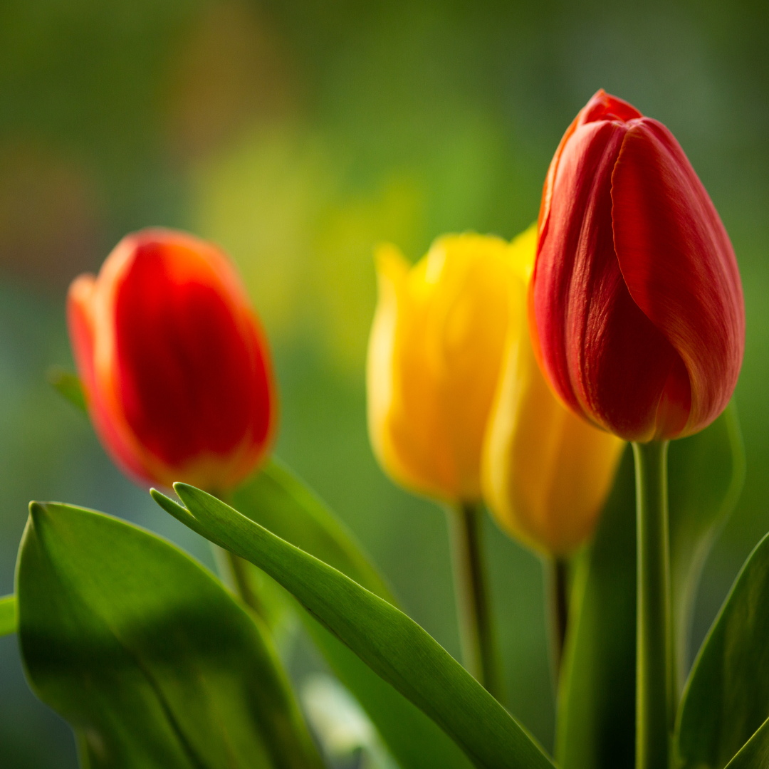 Fresh Cut Tulips Fragrance Oil