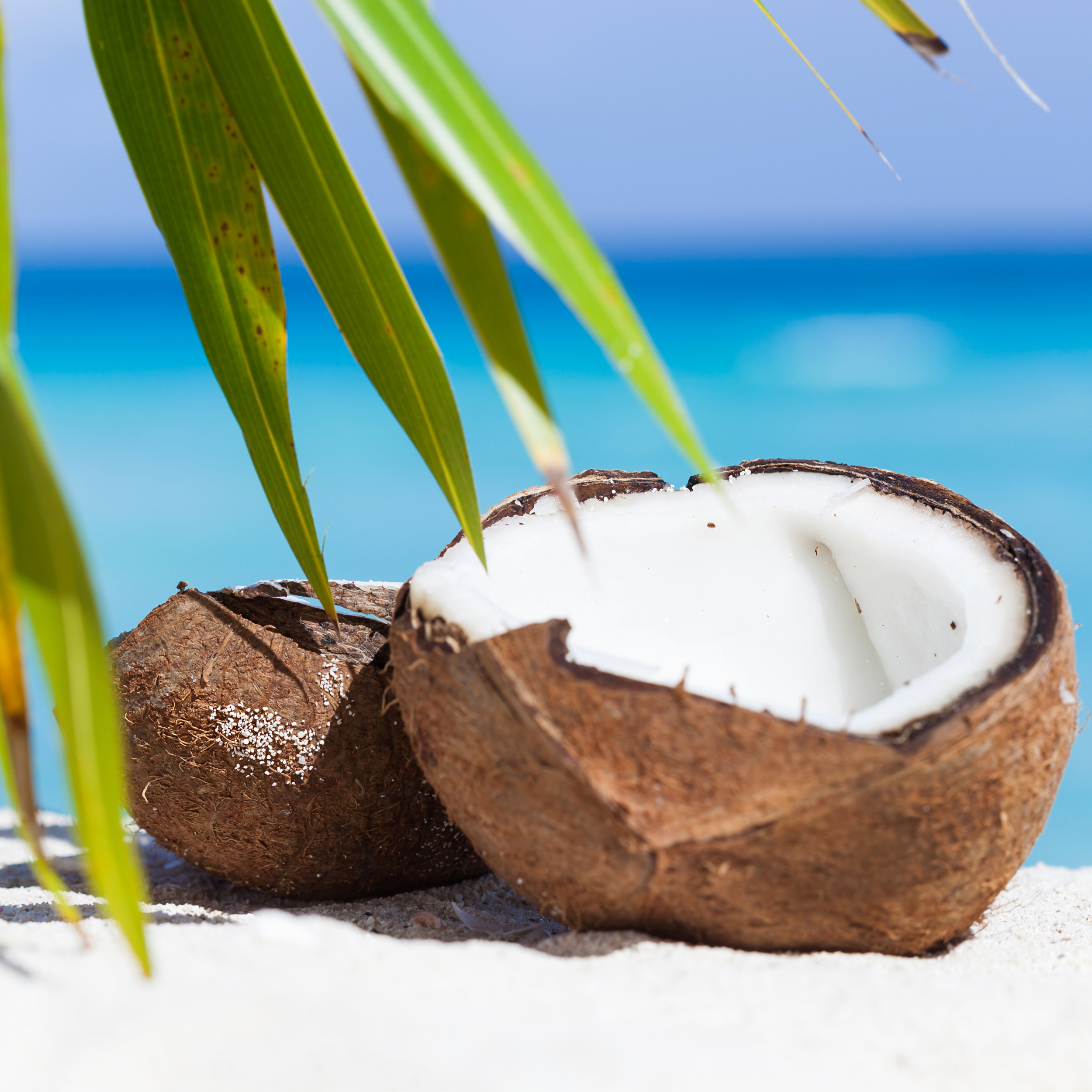 Island Coconut Fragrance Oil