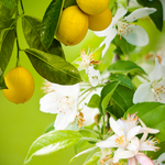 Lemon Blossom Fragrance Oil