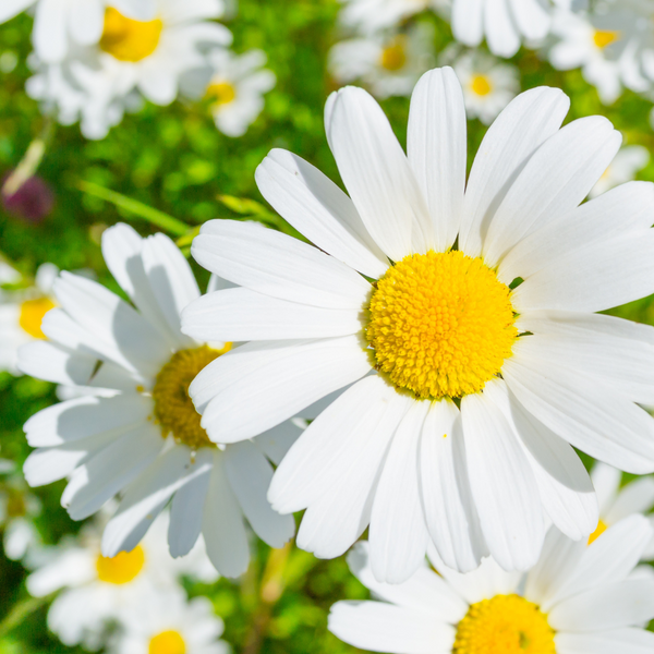 12ct Spring Sample Set | Fragrance Oil – A Warm Welcome Candle Supply